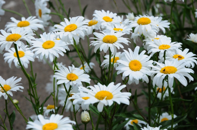 Shasta-Daisies