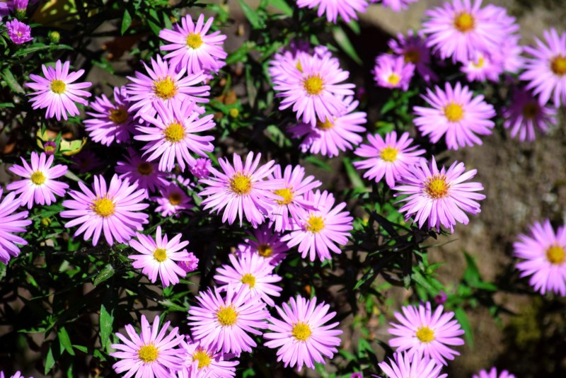 Siberian-Aster