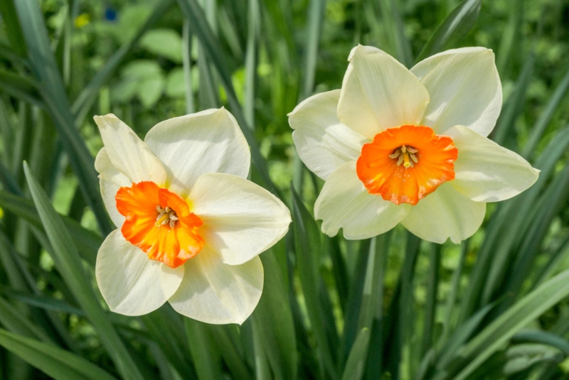 Small-Cupped Daffodils