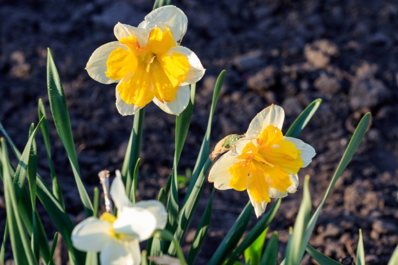 Split-Corona-Daffodils