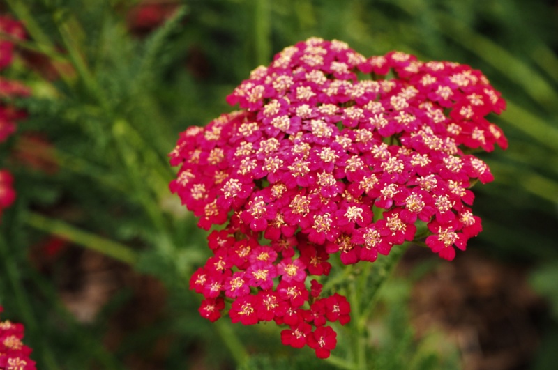 Strawberry-Seduction-Yarrow