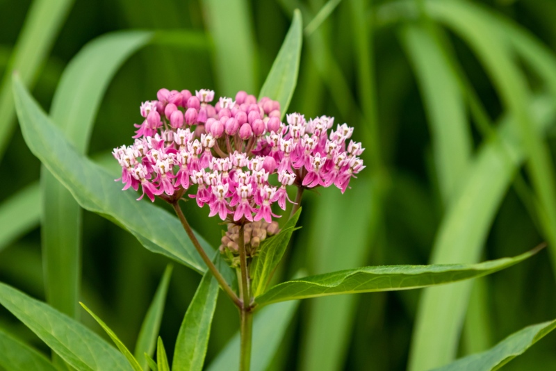 Swamp-Milkweed