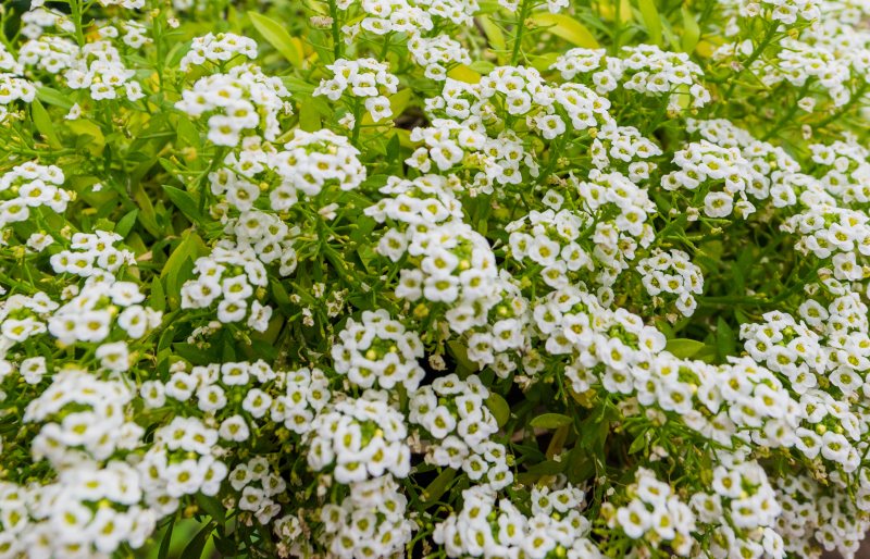 Sweet-White-Alyssum