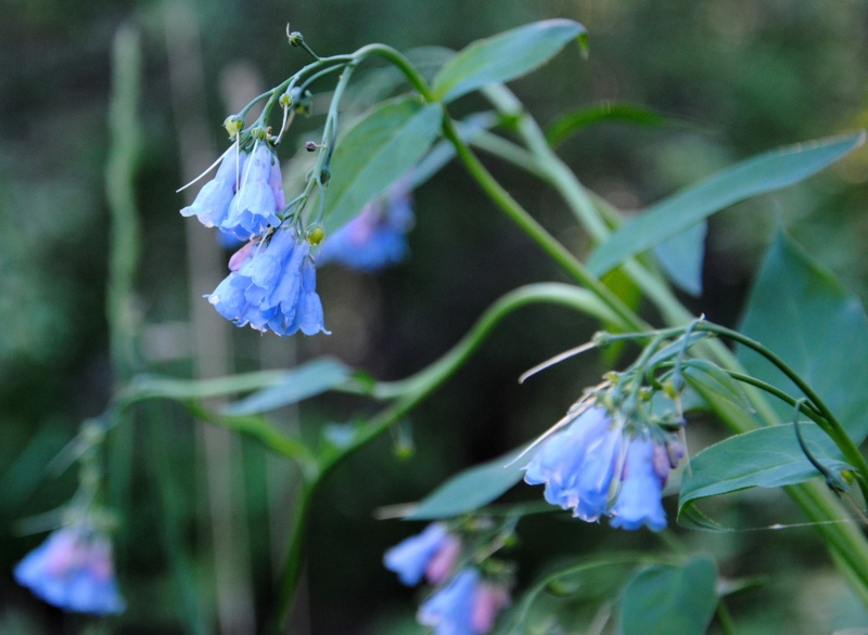 Tall-Bluebells