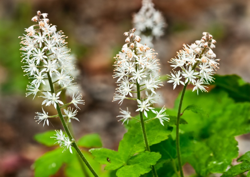 Tiarella-cordifolia