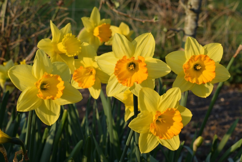 Trumpet-Daffodils