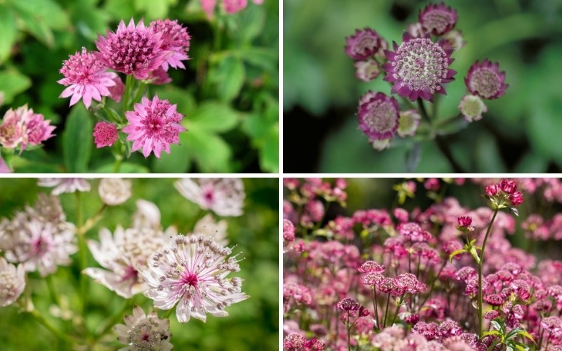 Types of Astrantias