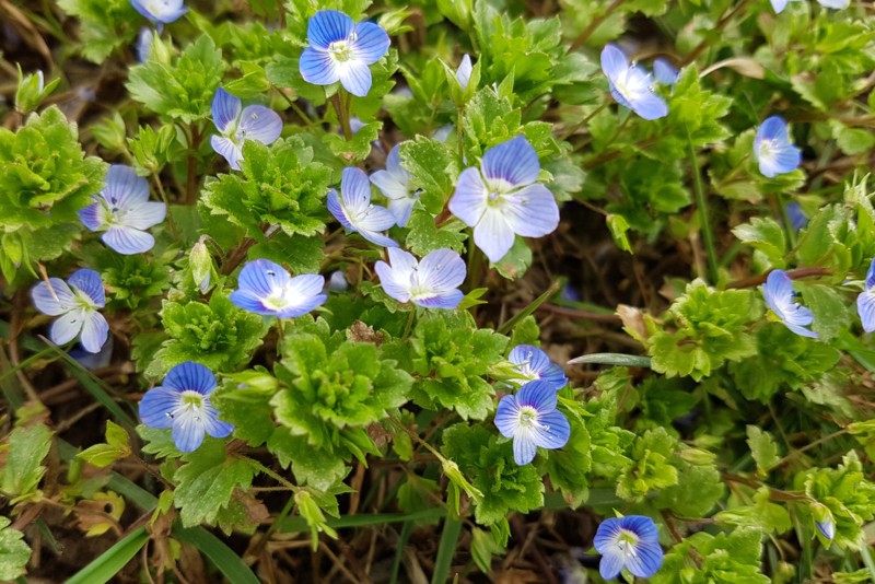 Veronica-spp., or speedwell