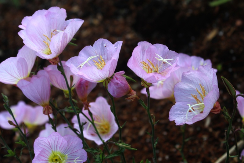 White-Evening-Primrose