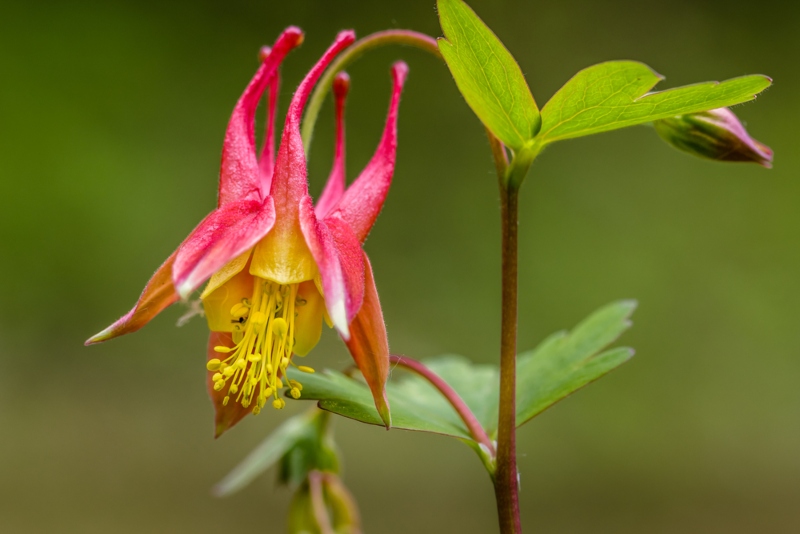 Wild-Columbine