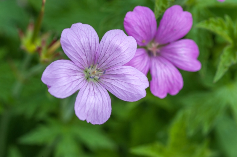 Wild-Geranium