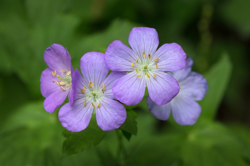 Wild-Geraniums