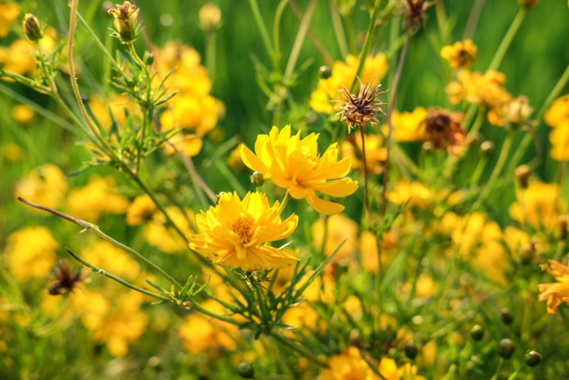 Willow-leaf-sunflower