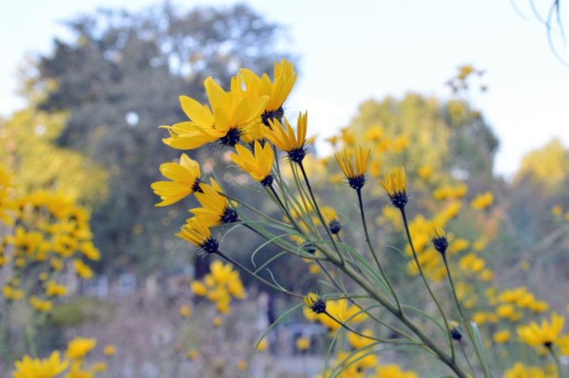 Willow-leaved sunflower