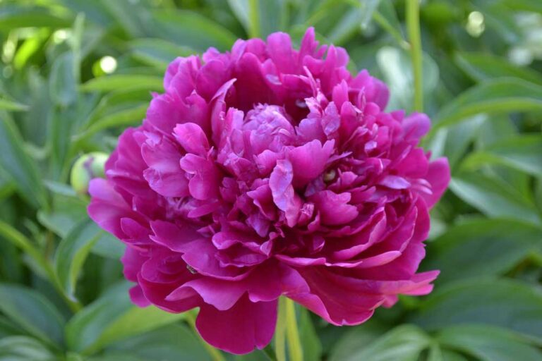 The Benefits of Adding Magnesium to Garden Soil Garden Lovers Club