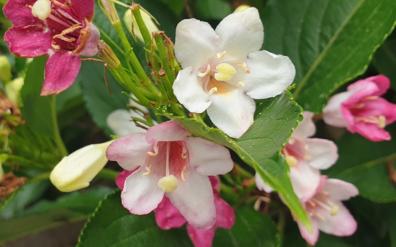 ‘Czechmark-Trilogy’ Weigela