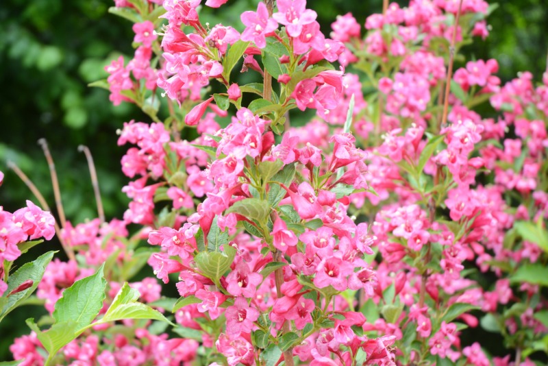 ‘Sonic-Bloom-Pink’ Weigela