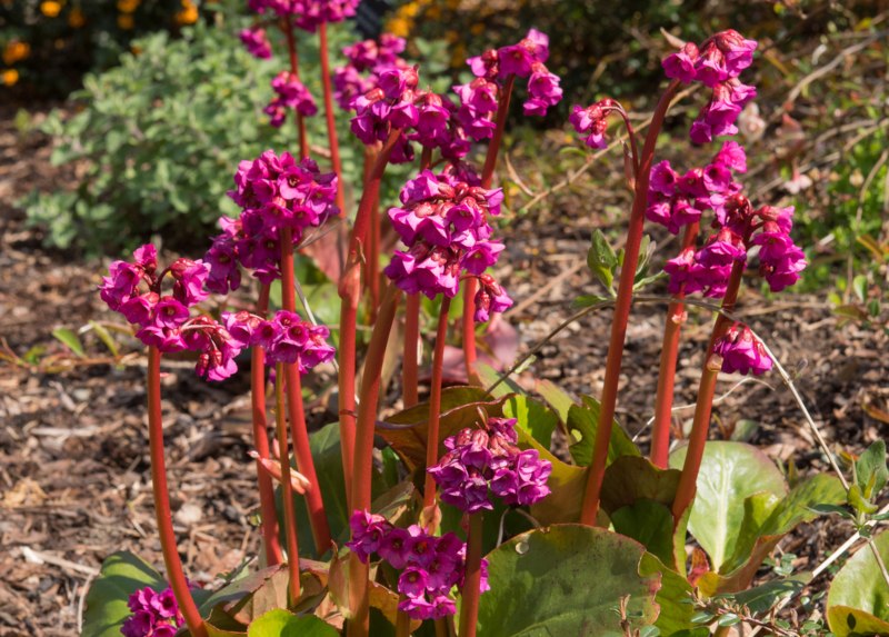 Bergenia-Eroica