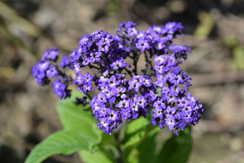 Blue-Heliotrope