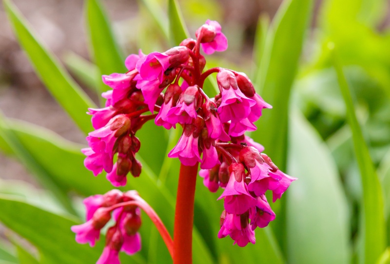 Bressingham-Ruby-Bergenia