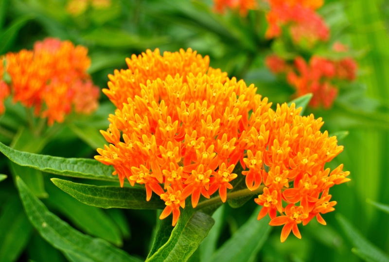 Butterfly-weed