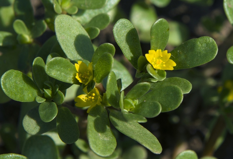 Common-Purslane