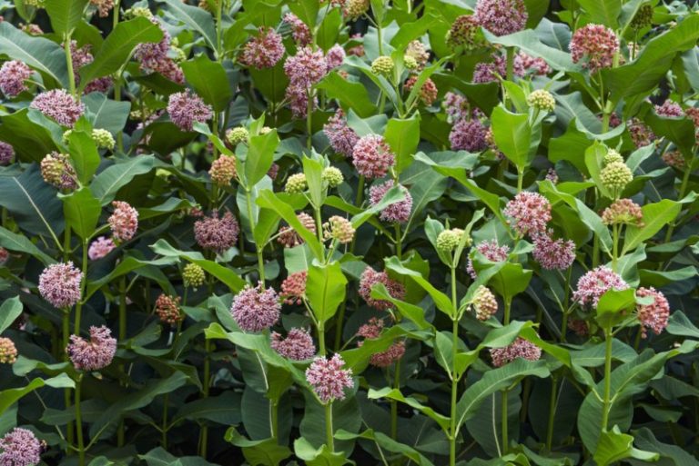 8 Different Types of Milkweed (Photos) - Garden Lovers Club