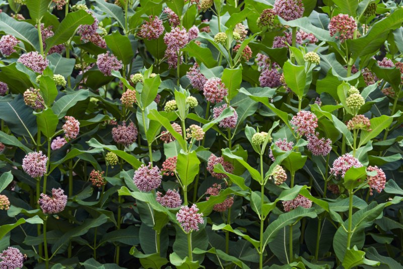 Common-milkweed