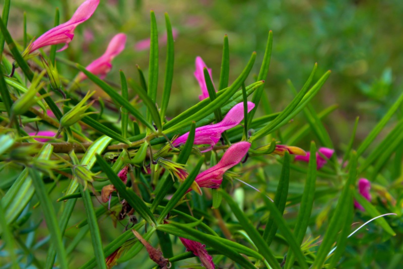 Eremophila-racemosa