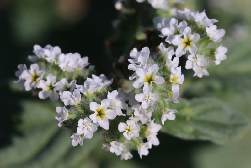 European-Heliotrope