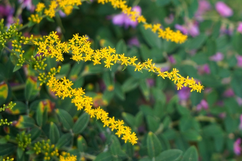 'Fireworks'-goldenrod