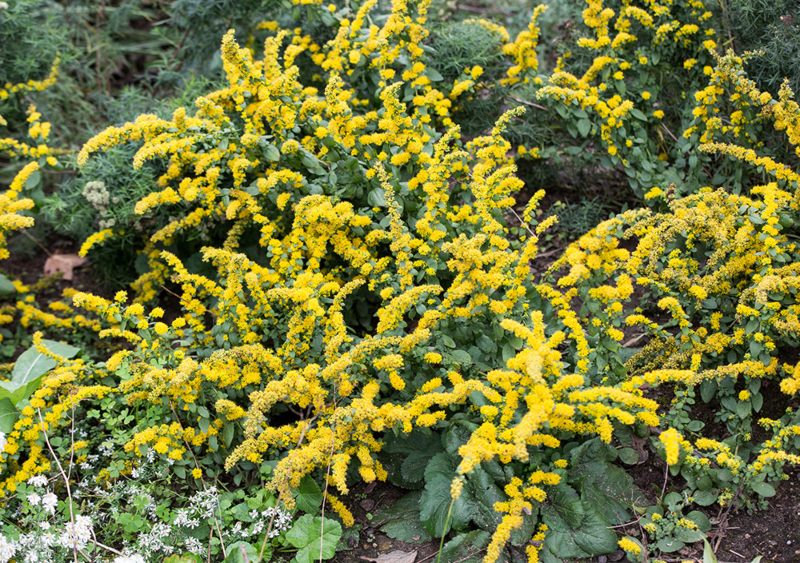 'Golden-fleece' goldenrod