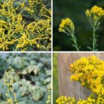 Goldenrod