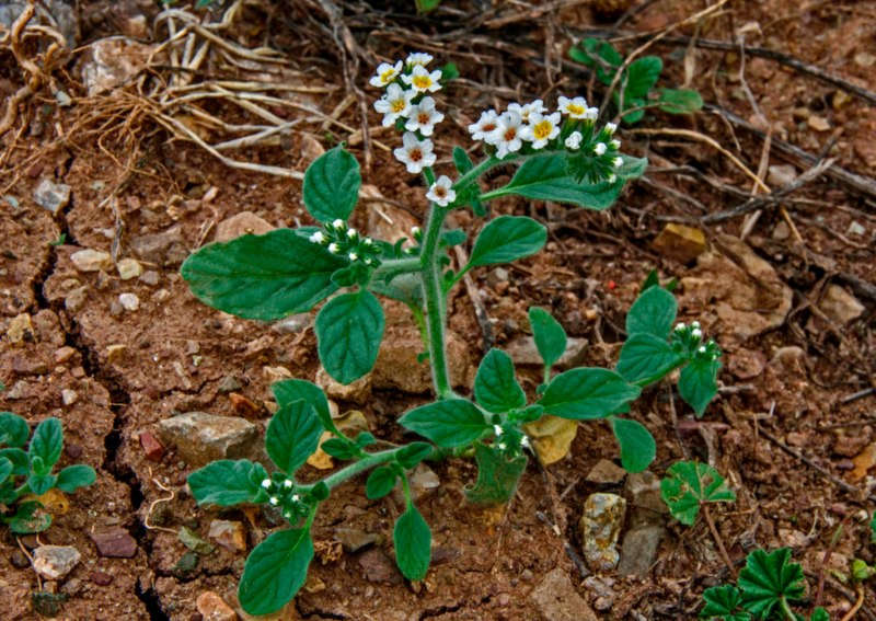 Heliotropium-Hirsutissimum