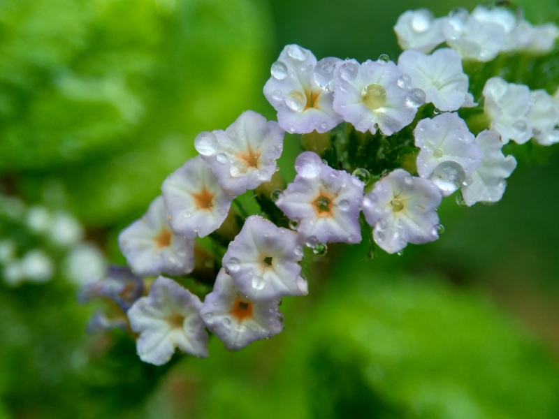 Indian-Heliotrope