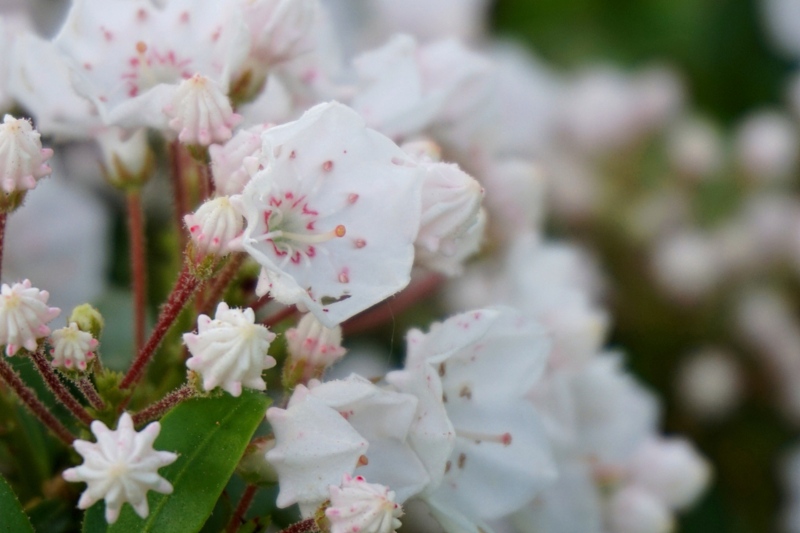 Kalmia-latifolia-'Elf'