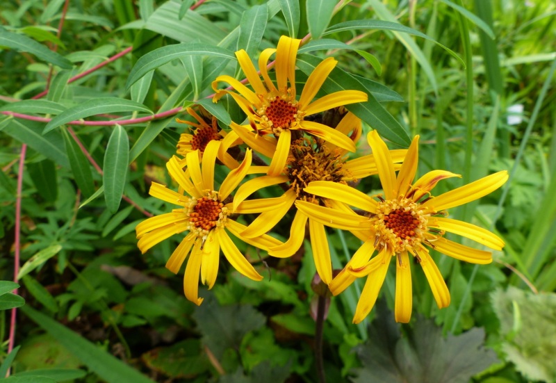 Ligularia ‘Britt-Marie-Crawford’