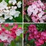 Mountain-Laurel
