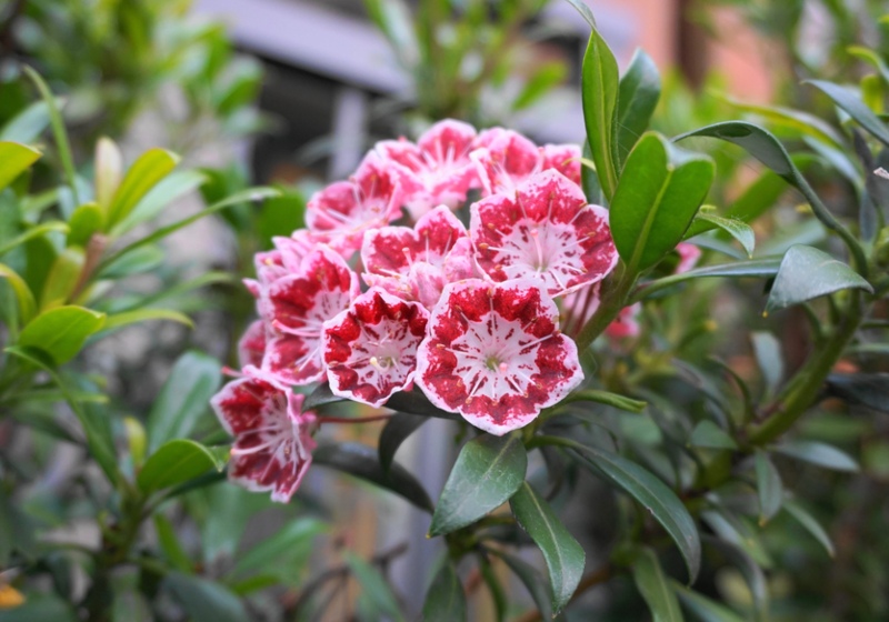 Mountain-Laurel 'Carousel'