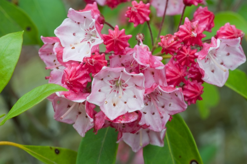 Mountain-Laurel 'Olympic-Fire'