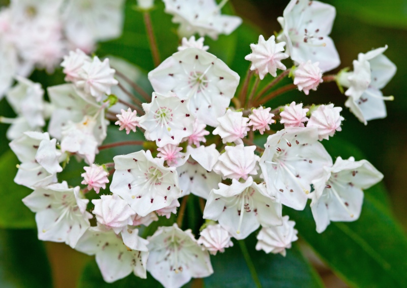 Mountain-Laurel 'Snowdrift'