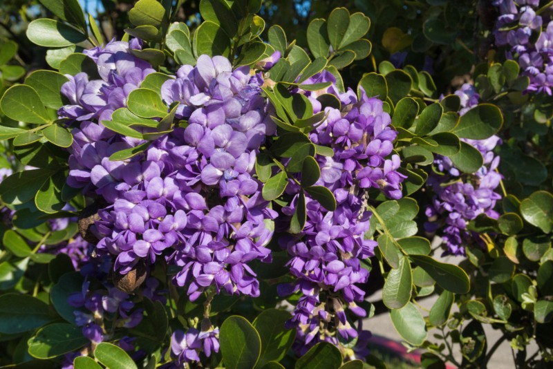 Mountain-Laurel 'Texas'