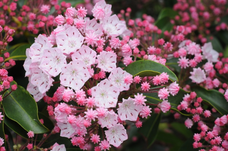 Mountain-Laurel 'Tinkerbell'