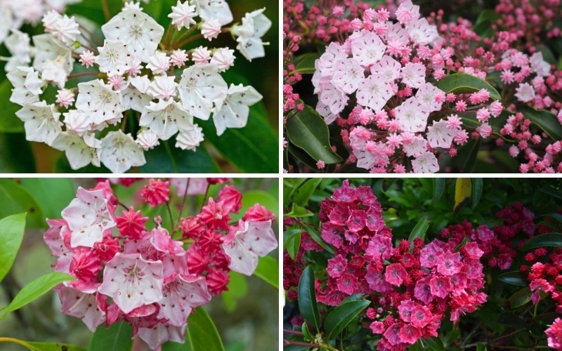 Mountain-Laurel