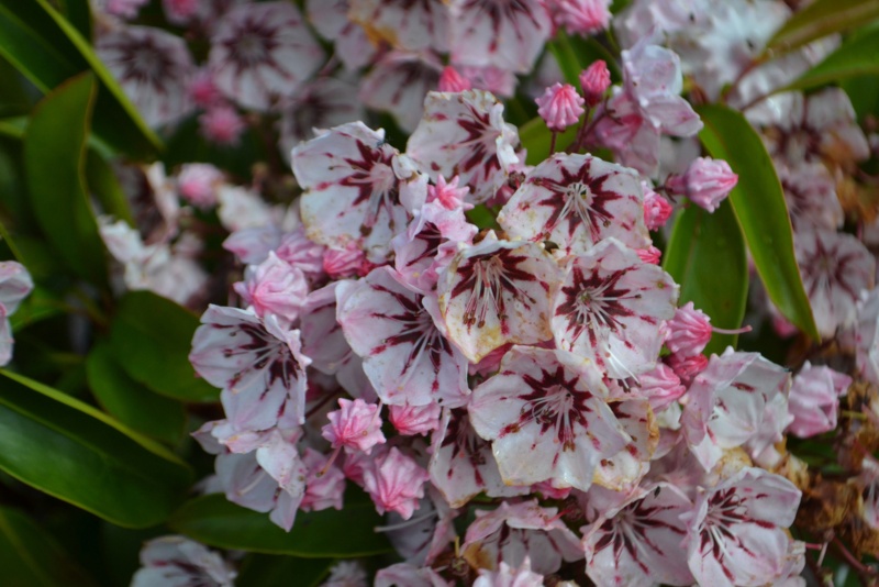 Mountain-laurel 'Peppermint'