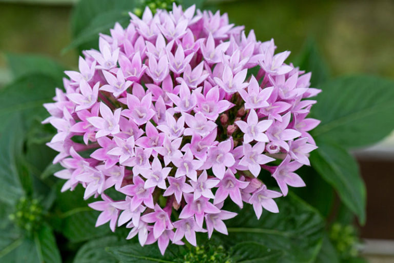 Tips for Growing Pentas (Growing Guide) Garden Lovers Club