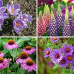 Perennials That Attracts Bees
