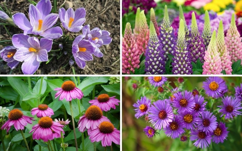 12 Perennials That Attract Bees - Garden Lovers Club