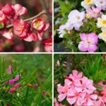 Shrubs for Full Sun