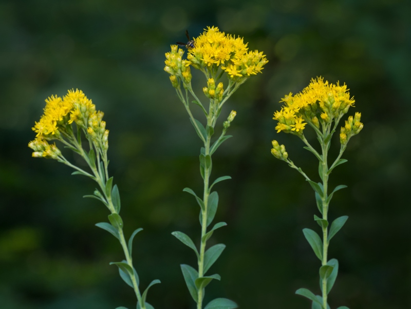 'Stiff' goldenrod